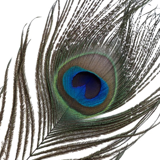 Sevanda Natural Peacock Flirting Feather Tickler